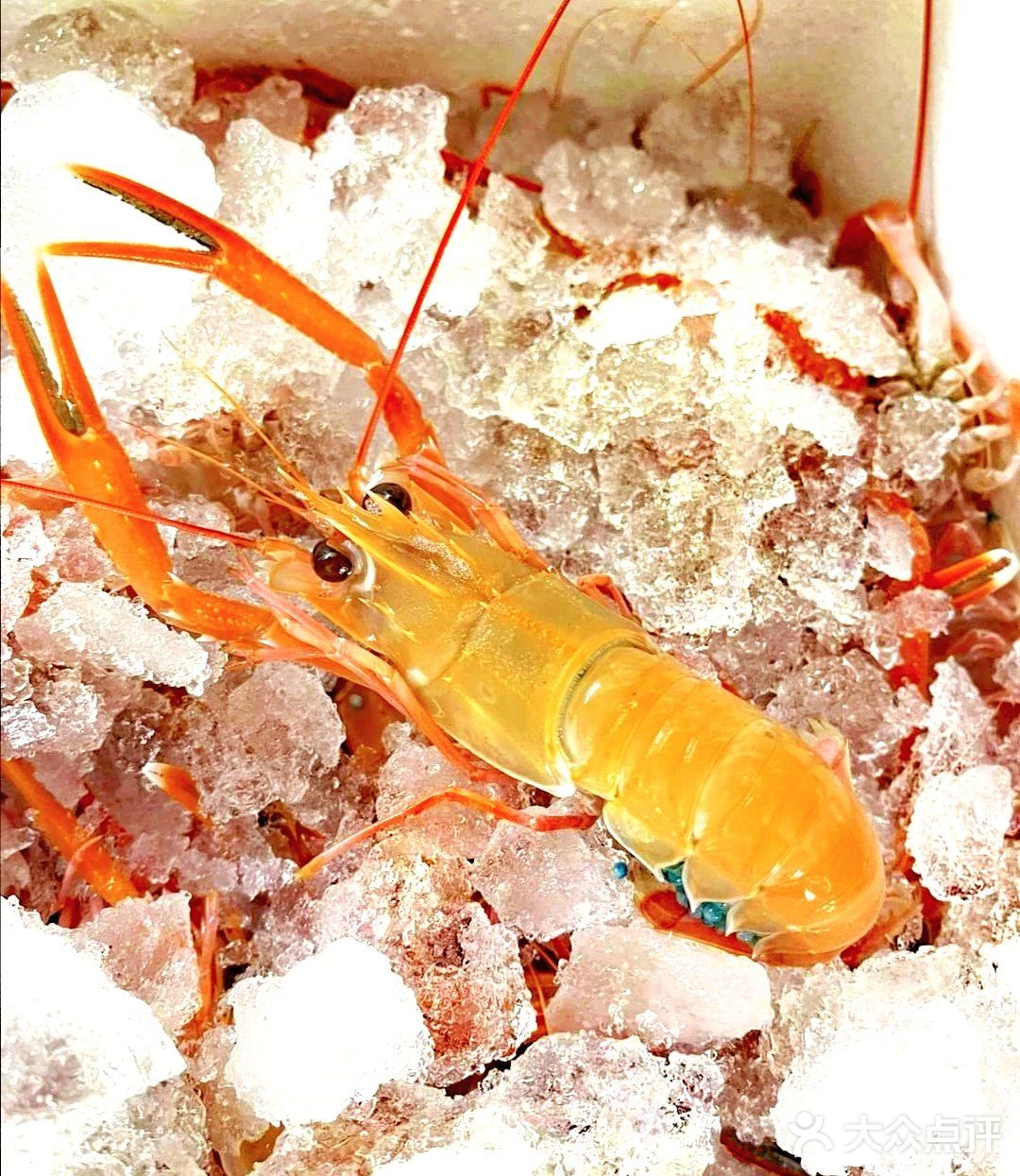 ​角蝦/胭脂蝦/礁螯蝦.绝美!