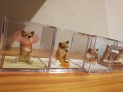 -柴务处·柴犬主题狗咖