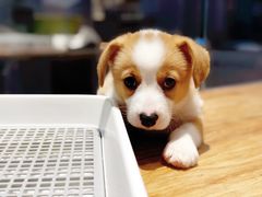 -狗道宠物(常熟印象城店)