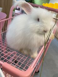 -Moni星球萌宠·小马宝莉·灵蛇·高端高阶全萌宠互动体验俱乐部(红豆国际广场店)