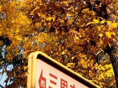 -三里屯东五街银杏大道
