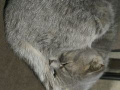 android_upload_pic-喵园·猫主题咖啡厅·撸猫·猫咖(国贸店)