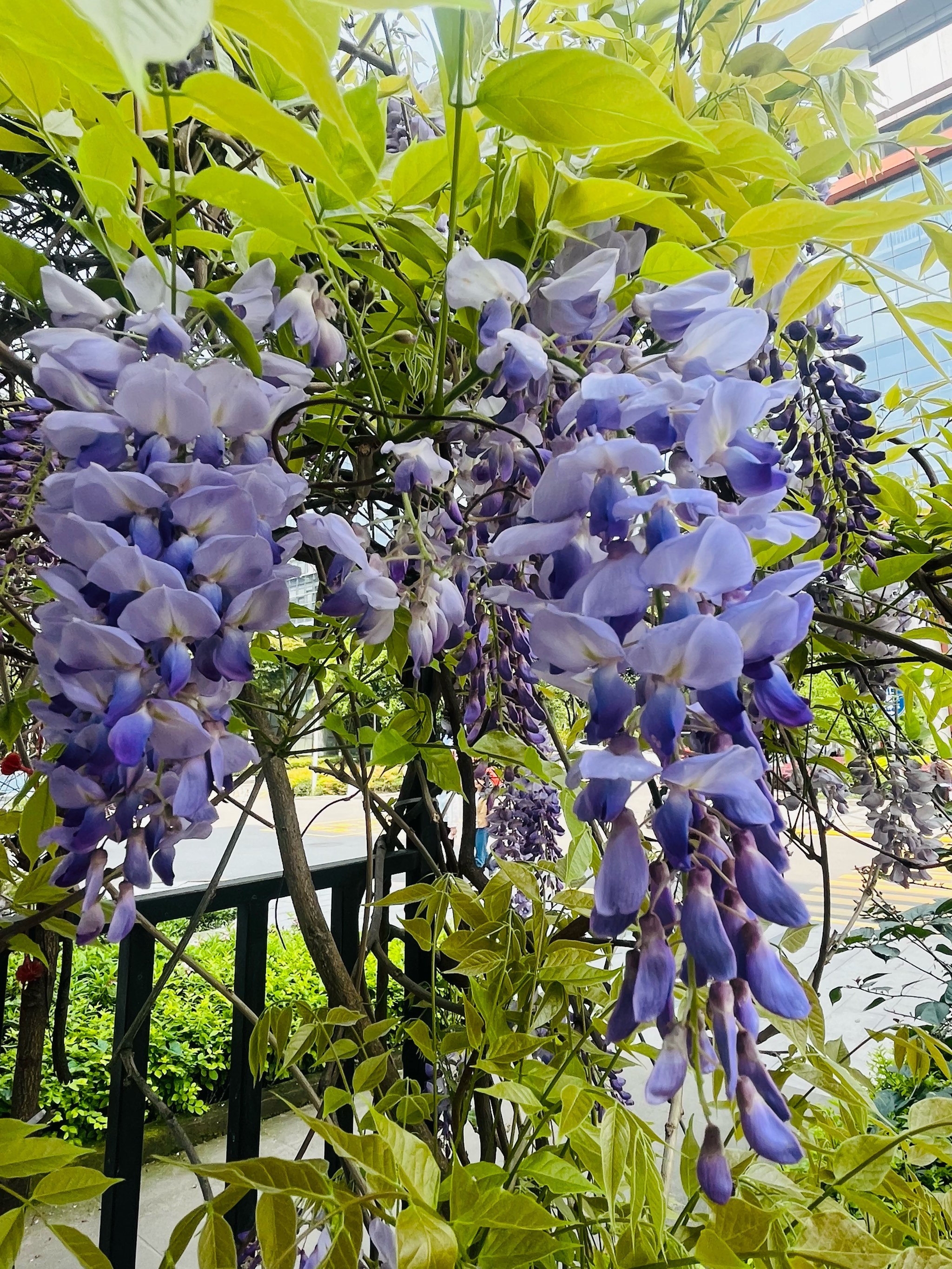 微风中的紫藤花