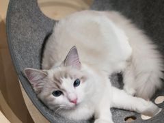 -more than meow吴止猫主题餐厅(承德 中船汇店)