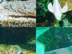 -太平洋海底世界