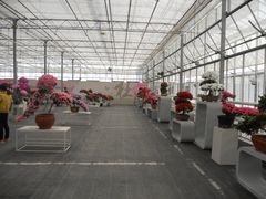 DSCN1257-上海鲜花港