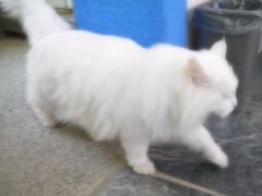 喵星人-Anne猫窝咖啡屋