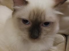 -猫色咖啡·猫咖