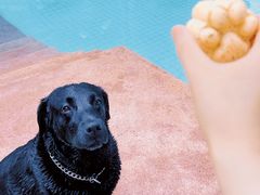 -帕帕拉兹宠物(亚洲旗舰店)