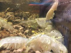 -盒马鲜生(皇庭广场店)