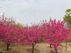 -北京西山国家森林公园