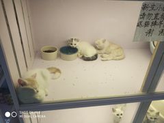 -喵的天空名猫咖啡馆·撸猫·猫舍·用品