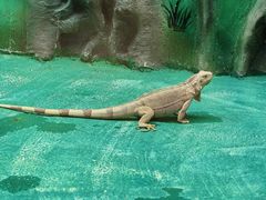 -贵州森林野生动物园