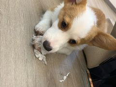 -浣熊柯尔鸭土拨鼠·电玩咖