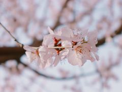 -春风习习