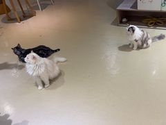 -藏猫猫咖啡主题馆(中央大道店)