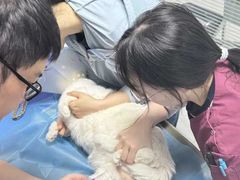 -纳吉亚猫专科动物诊疗中心(蒋宅口分院)