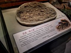 -辽宁古生物博物馆