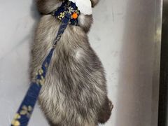 -爱侣宠医·鹦鹉专科·小型哺乳类·异宠专科(灵石路店)