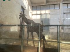 -石家庄市动物园