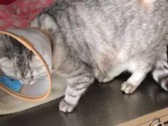 -创凡宠物医院·骨专科  猫科中心(西乡分院)