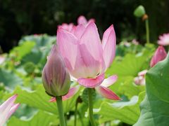 -莲花池公园