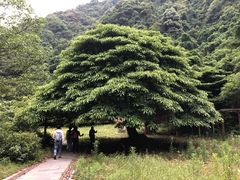 -午潮山国家森林公园