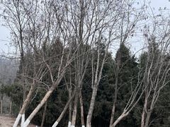 -南京市江宁方山