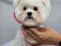 -Oh My Dog宠物沙龙(伊珊娜皮毛护理店)