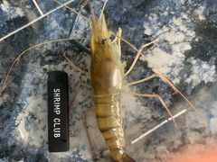 -SHRIMP CLUB万东餐饮钓虾·清吧