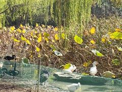 -金鸡湖桃花岛