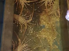 -灯笼馆海鲜餐厅
