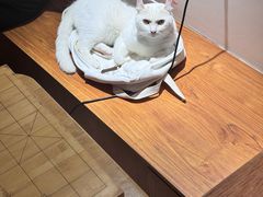 -有猫主题·治愈系猫咖(曾厝垵店)