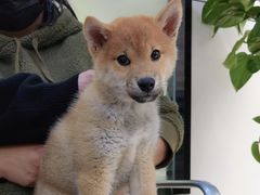 -凯瑞希宠物医院·狂犬免疫·微创·皮肤科