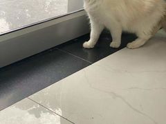 -纳吉亚猫专科动物诊疗中心(蒋宅口分院)