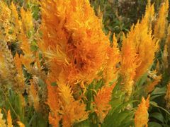 -长春公园(普阳街道)