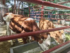 -哈密回王府景区