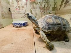 -上海大自然野生昆虫馆(东方明珠·爬宠昆虫探索中心)