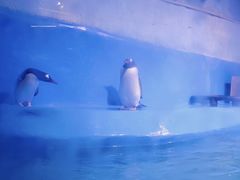 -蓬莱欧乐堡海洋极地世界