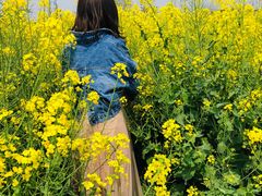 -田园东方蜜桃村的田野营地