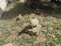 -合肥野生动物园