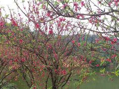 -南国桃园旅游度假区