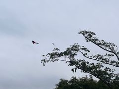 -青枫公园