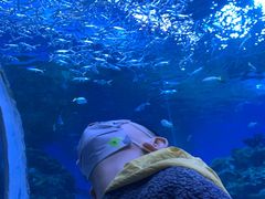 -海合安成都极地海洋公园