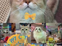 -大型宠物商超·宠海王国·宠物猫狗活体·用品·美容(新世界百货重庆店)