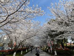 -高东镇樱花园