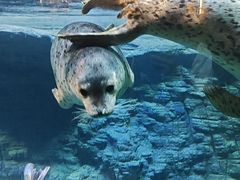 -海合安青岛极地海洋公园