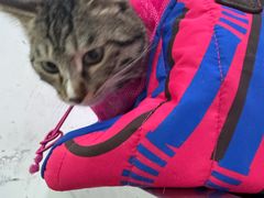 -汪喵宠物医院·骨科心脏影像·犬猫急重症ICU诊疗中心(成华分院)