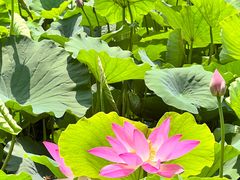 -莲花池公园