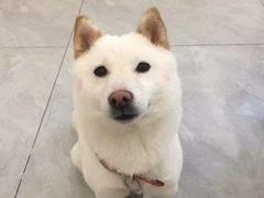 -柴犬小屋·柴餐厅·狗咖食堂(金鼎广场店)